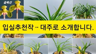 8월6일 입실추천작으로 소개합니다^^