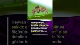 Səkkiz gözlü tullanan hörümçək