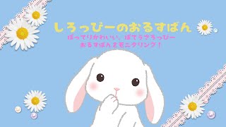 かわいいうさぎのおるすばんをモニタリング？　「しろっぴーのおるすばん」【ぽてうさろっぴー　短編アニメ】