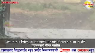 Osmanabad : जिल्ह्यात अवकाळी पावसाचे थैमान हाताला आलेले हरभऱ्याचे पीक मातीत..