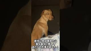 夜中に何もないところを見ている犬　#shorts #犬