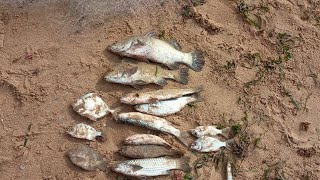 கடற்கரை ஓரம் பிடித்த மீன்கள் / Beach favorite fish/ #senthur meenavan