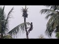 Cutting Coconut Tree🌴 | Kalakkal Karthikeyan | rare 😅 | whatsapp status | 😷 Be Safe | 🙏🙏 | Subscribe