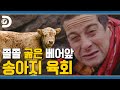 (파타)고니야 육회 한점 찔러봐라 🐮 쫄쫄 굶은 베어에게 육회 주는 라울좌 [Man VS Wild]