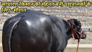 किसान के घर -मूर्राह की सौगात अब हर घर में होगी शानदार मूर्राह@All Time Greatest Murrah Breed,Rothak