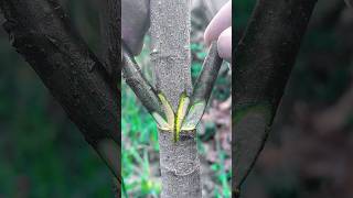 simple and unique tree grafting pig tree #satisfying #grafting