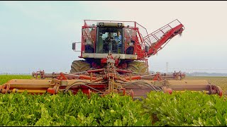 Agrifac Hexa 12 - 12 row sugar beet harvester - Loonbedrijf Damen Terheijden