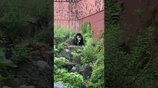 東山動植物園 暑くてベロを出すマレーグマ