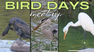 【BIRD DAYS】首を掻く野鳥たち