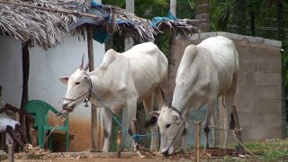 Handsome 2 teeth hallikar bulls at Hoskote