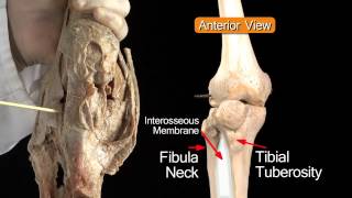 Knee Joint - Anatomy Tutorial