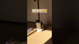 日向ぼっこ 最高にゃ #猫 #猫好き #猫のいる暮らし