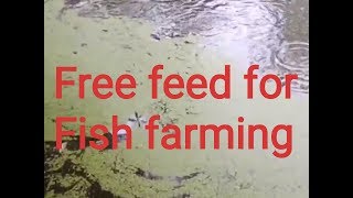 মাছের জন্য ফ্রী খাবার তৈরি করবেন কিভাবে/make free feed for fish,fish farming bangladesh,মাছ চাষ