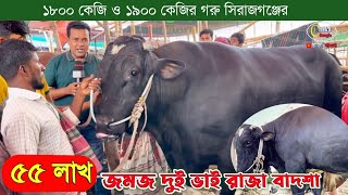 অবিশ্বাস্য! জমজ গরু! এখন রাজধানী ঢাকায়!গাবতলী গরুর হাট 2023