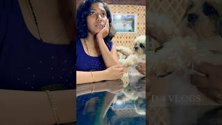 #shorts ഇവൻ എന്നാ ഈ പറയണേ🫣😂😜#funny #viralshort #shihtzu #girl @d4vlogs844