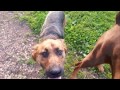 woodstock ontario dog park endless fun at the dogpark 2014 part 2 of 2