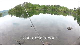 saltyfishのバスフィッシング　桧原湖でダウンショットリグを使って3匹目