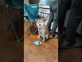 柴犬　カメラを向けたら怒られたと思って反省する柴犬