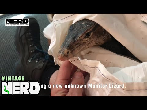 Unpacking a new unknown Monitor Lizard. Unpacking a new unknown Monitor Lizard.