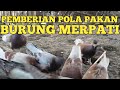 Pemberian Pola Makan Pada Burung Merpati