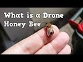 What is a Drone Honey Bee