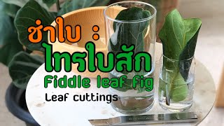 กระทำชำใบ : ไทรใบสัก l Fiddle leaf fig Leaf cuttings \u0026 Layering