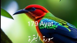 Surah baqarah  179th  Ayat  with Urdu translation and tafseer | talab e haq | Quran | Allah | Islam