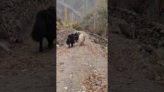 Epic Mountain yak Adventure's  | #shorts #highlands #animals #wildlife #Nature #himalayas