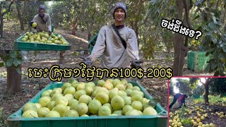 បេះក្រូច១ថ្ងៃបាន100$