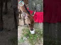 nara park deer s daily life vol.47 shorts naradeer narapark