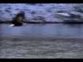 Fly Like An Eagle Steve Miller Band