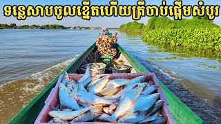 ទន្លេសាប ចូលខ្នើតហើយត្រីចាប់ផ្ដើមសំបូរ || Freshwater Fish Market KH [Ep. 554]