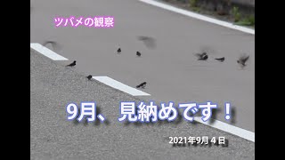 ツバメの観察　９月、見納めです！　2021年９月4日