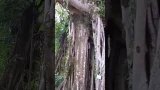 Ficus Altissima!🌳#trees #explore #nature #shorts #shortvideo #amazing #plant #viralshorts #fyp #vlog