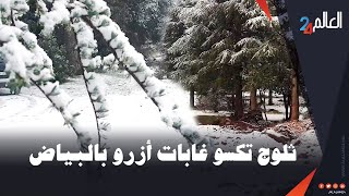 البياض يغطي غابات أزرو وسط استبشار الزوار و الساكنة المحلية