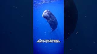 Perfumer sperm whale#youtubeshorts #shortvideo #animals #ocean #whale