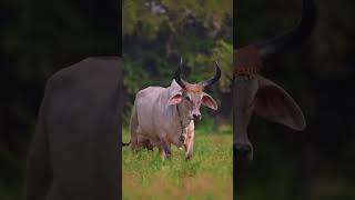 Cholistani Beauty  #cow #animalfarming #animals #cattlefarming