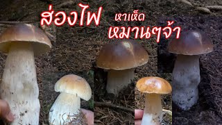 ส่องไฟ #เก็บเห็ด 🍄ผึ้งหวาน หมานๆ กรี๊ดป่าแตก #2021 #ประเทศไอซ์แลนด์