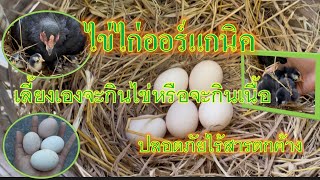 วิธีเก็บไข่ไก่ออร์แกนิค เลี้ยงเอง กินไข่ กินเนื้อไก่  กินได้อย่างสนิทใจไม่ต้องกลัวสารเคมีตกค้าง