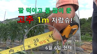 잘 먹이고 물 자주준 42포기 고추 키가 1m 로 자랐습니다.