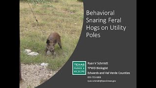 Behavioral Snaring for Feral Hogs on Utility Poles