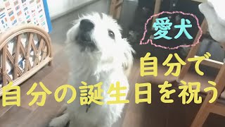 【セミリタイア 中年独女 犬と暮らす】6歳の誕生日祝い第２弾。自分で自分を祝ってもらいました。