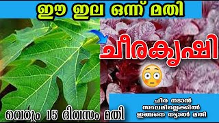 ഈ ഇല ഒന്ന് മതി ചീര 15 ദിവസം കൊണ്ട് വിളവ് എടുക്കാൻ /ചീര /poppy happy vlogs