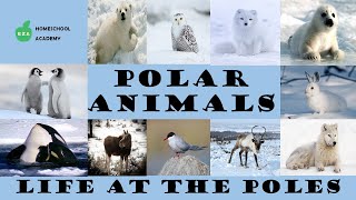 Animals of the Arctic and Antarctica Regions