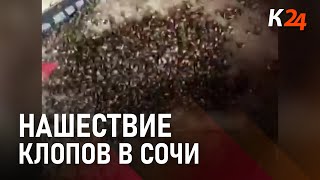 В Сочи борются с нашествием мраморных клопов