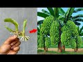 HOW TO BREED BANANA TREES FROM Aloe vera