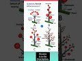 which is panicle inflorescence morphology of flowering plants class 11 kvs pgt biology