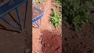 Planting Dwarf PawPaws /Papaya Malikia, Ibp9 Calina Papaya, Red sweet Royale