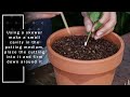 how to propagate fuchsias from cuttings