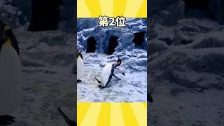 ペンギンさん見て笑ったら寝ろwwwww